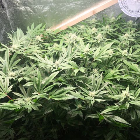 Blue Gelato 41 growlog timeline photo