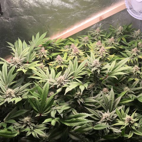 Blue Gelato 41 growlog timeline photo