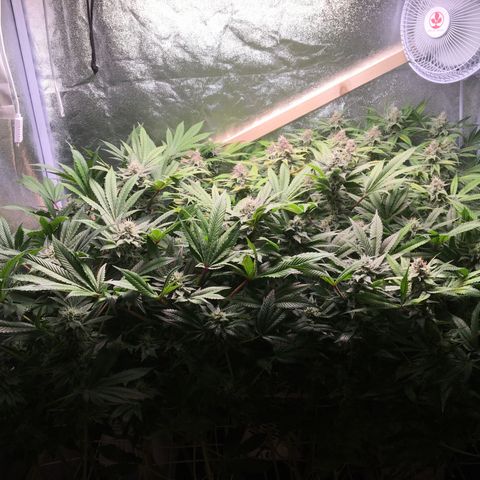 Blue Gelato 41 growlog timeline photo