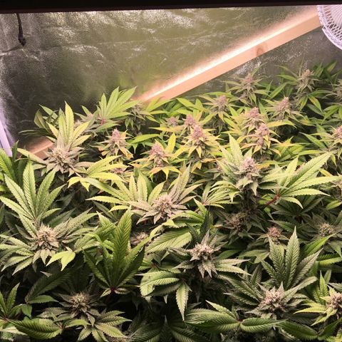 Blue Gelato 41 growlog timeline photo
