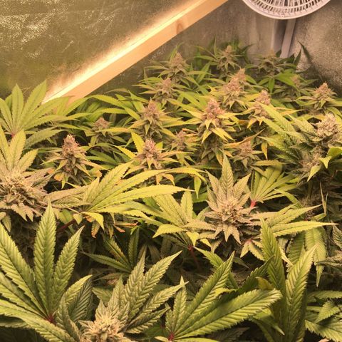 Blue Gelato 41 growlog timeline photo