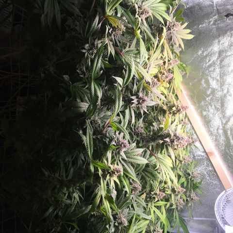 Blue Gelato 41 growlog timeline photo