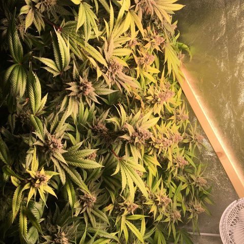 Blue Gelato 41 growlog timeline photo