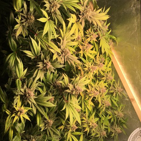 Blue Gelato 41 growlog timeline photo