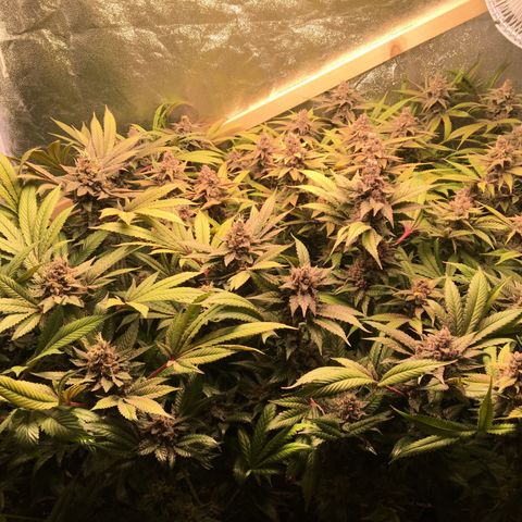 Blue Gelato 41 growlog timeline photo