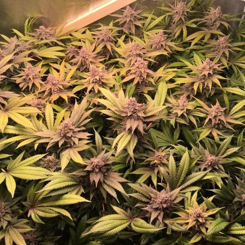 Blue Gelato 41 growlog timeline photo