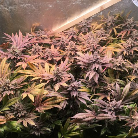 Blue Gelato 41 growlog timeline photo