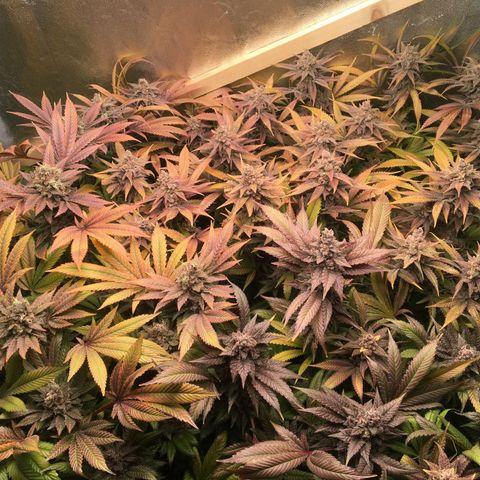 Blue Gelato 41 growlog timeline photo