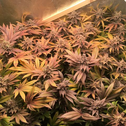 Blue Gelato 41 growlog timeline photo