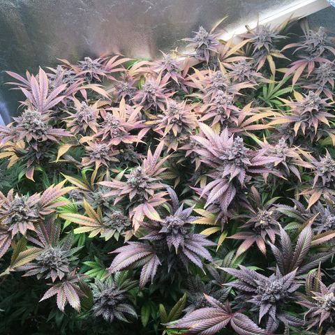 Blue Gelato 41 growlog timeline photo