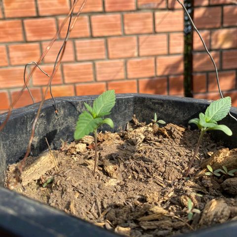 M12 #1 growlog timeline photo