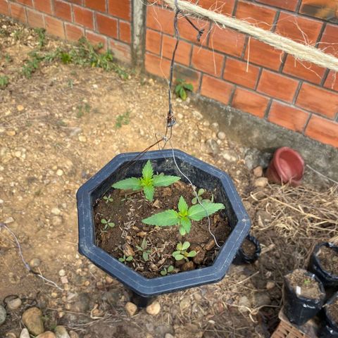 M12 #1 growlog timeline photo