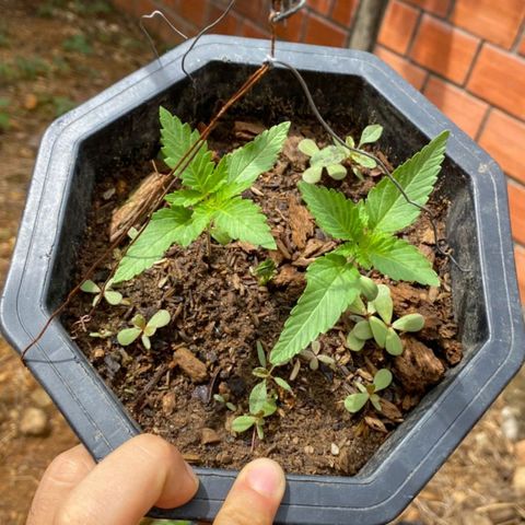 M12 #1 growlog timeline photo