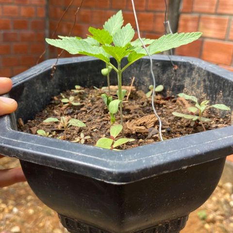 M12 #1 growlog timeline photo