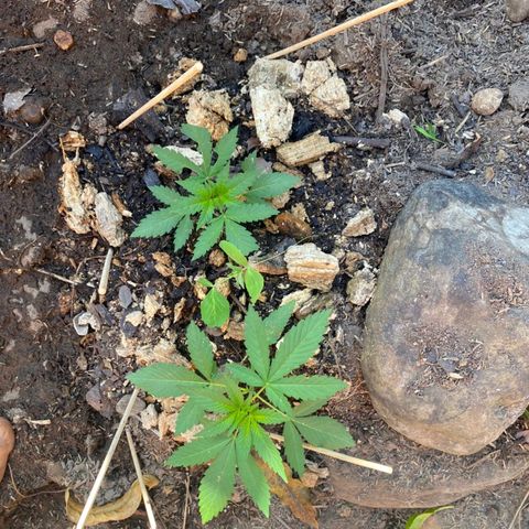 M12 #1 growlog timeline photo
