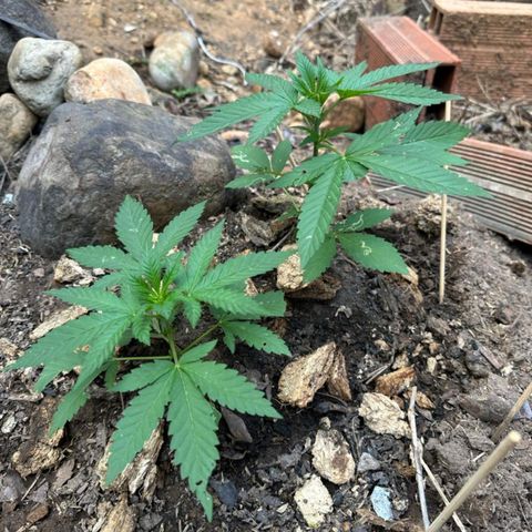 M12 #1 growlog timeline photo