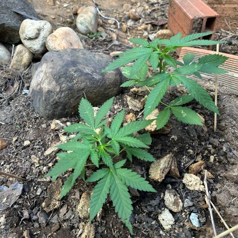 M12 #1 growlog timeline photo