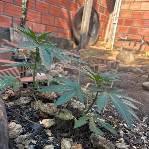 M12 #1 growlog timeline photo