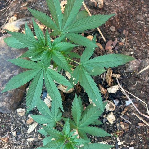 M12 #1 growlog timeline photo