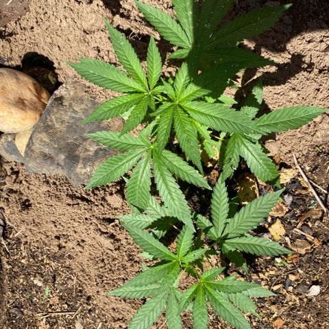 M12 #1 growlog timeline photo