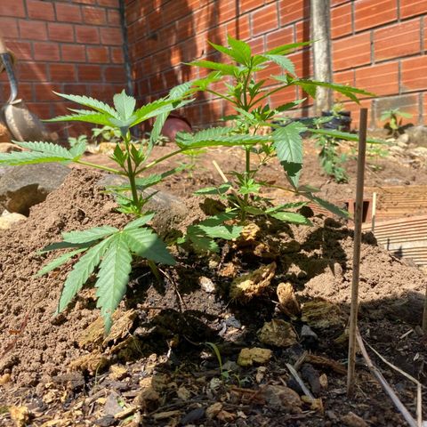 M12 #1 growlog timeline photo