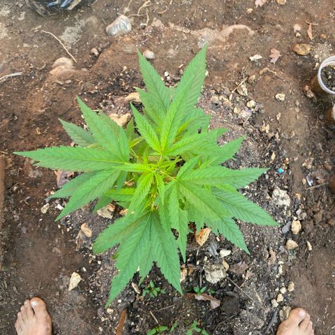 M12 #1 growlog timeline photo