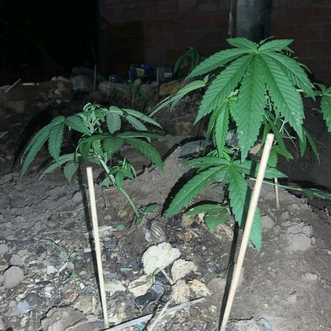 M12 #1 growlog photo: Aporque, sustrato con cenizas 
