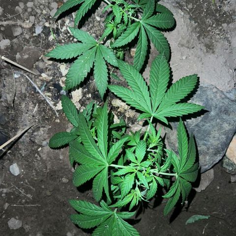 M12 #1 growlog photo: Aporque, sustrato con cenizas 