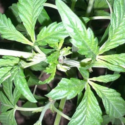 M12 #1 growlog photo: Muestra poda