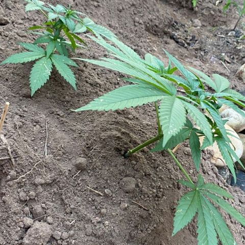 M12 #1 growlog timeline photo