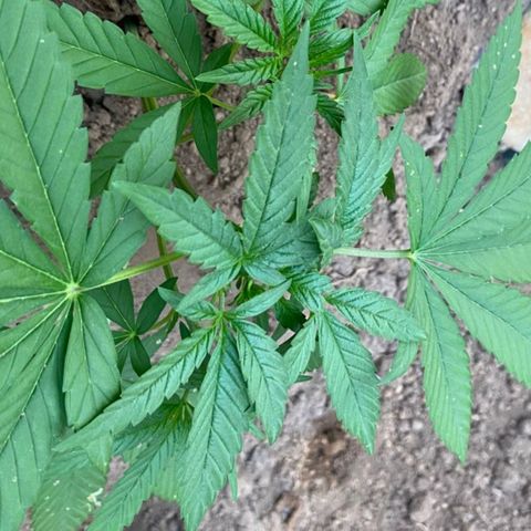M12 #1 growlog timeline photo