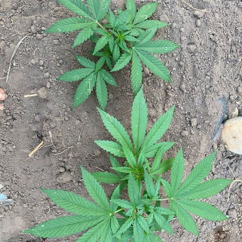 M12 #1 growlog timeline photo