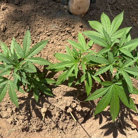 M12 #1 growlog timeline photo