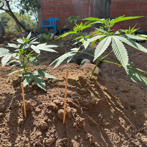 M12 #1 growlog timeline photo
