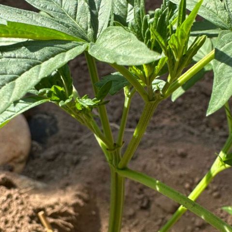M12 #1 growlog timeline photo