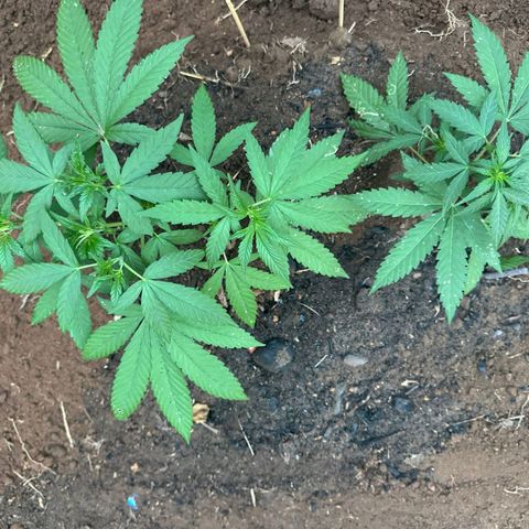 M12 #1 growlog timeline photo