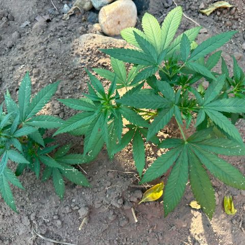 M12 #1 growlog timeline photo