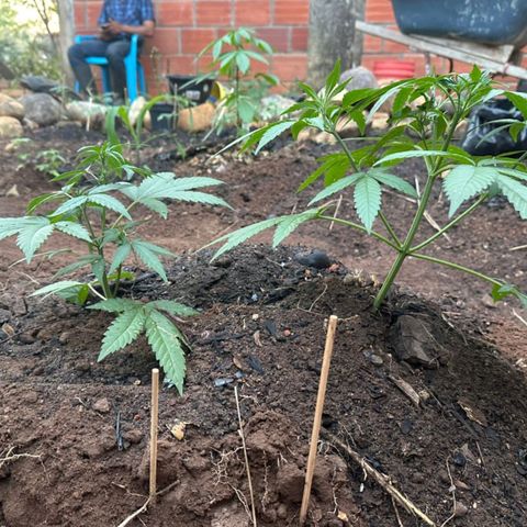 M12 #1 growlog timeline photo