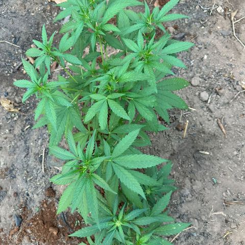 M12 #1 growlog timeline photo