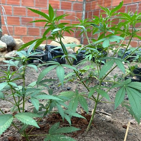 M12 #1 growlog timeline photo