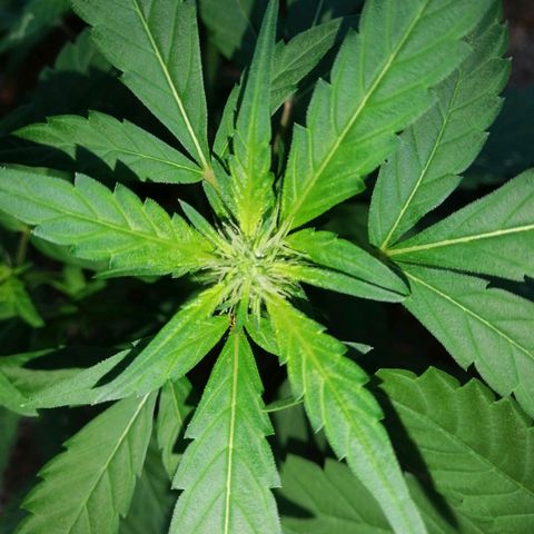 M12 #1 growlog photo: Flor,  día y noche