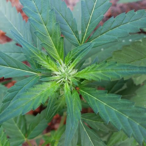 M12 #1 growlog photo: Flor,  día y noche