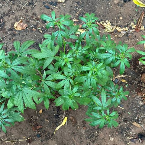 M12 #1 growlog timeline photo