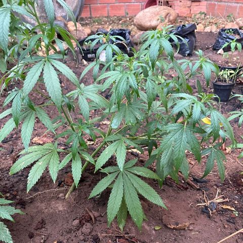 M12 #1 growlog timeline photo