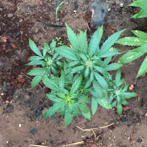 M12 #1 growlog timeline photo