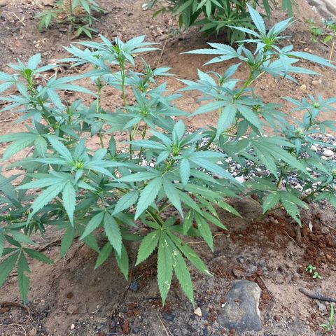 M12 #1 growlog timeline photo