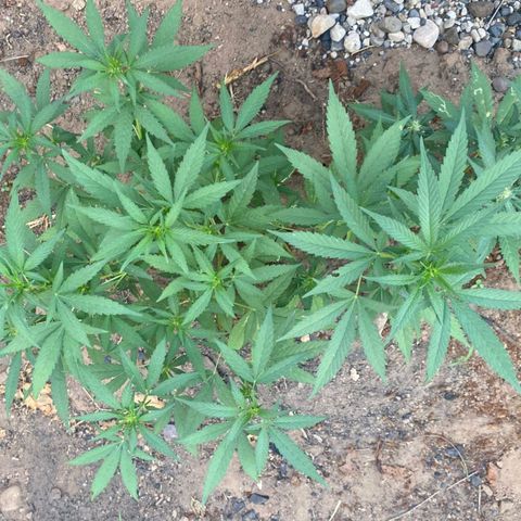 M12 #1 growlog timeline photo