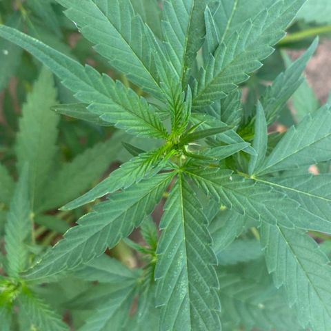 M12 #1 growlog timeline photo
