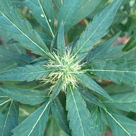 M12 #1 growlog timeline photo