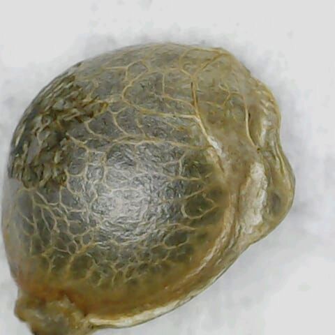 Punchy  growlog timeline photo